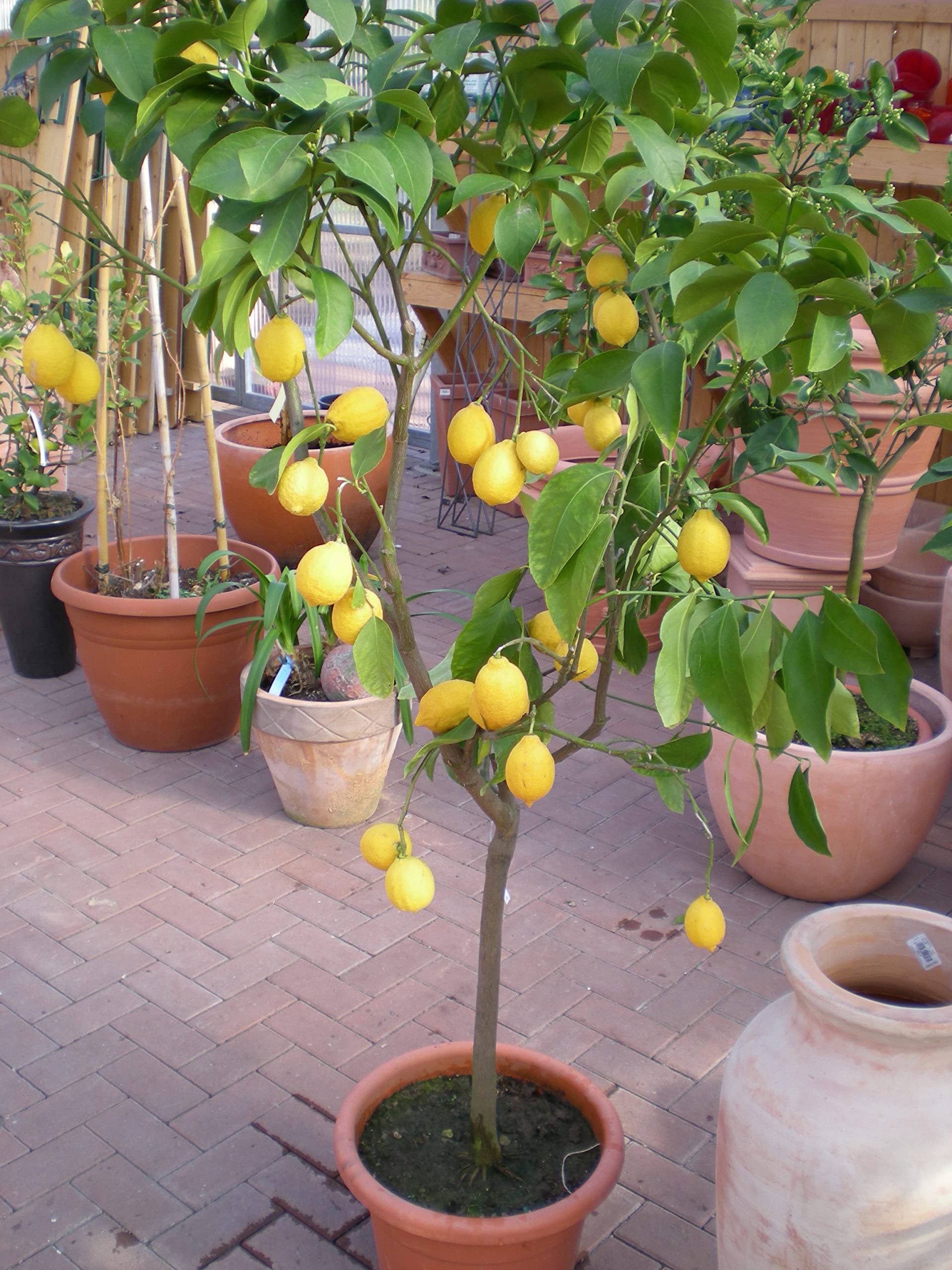 Mediterrano - Fertilizzante per agrumi, fertilizzante per limoni, 3 kg