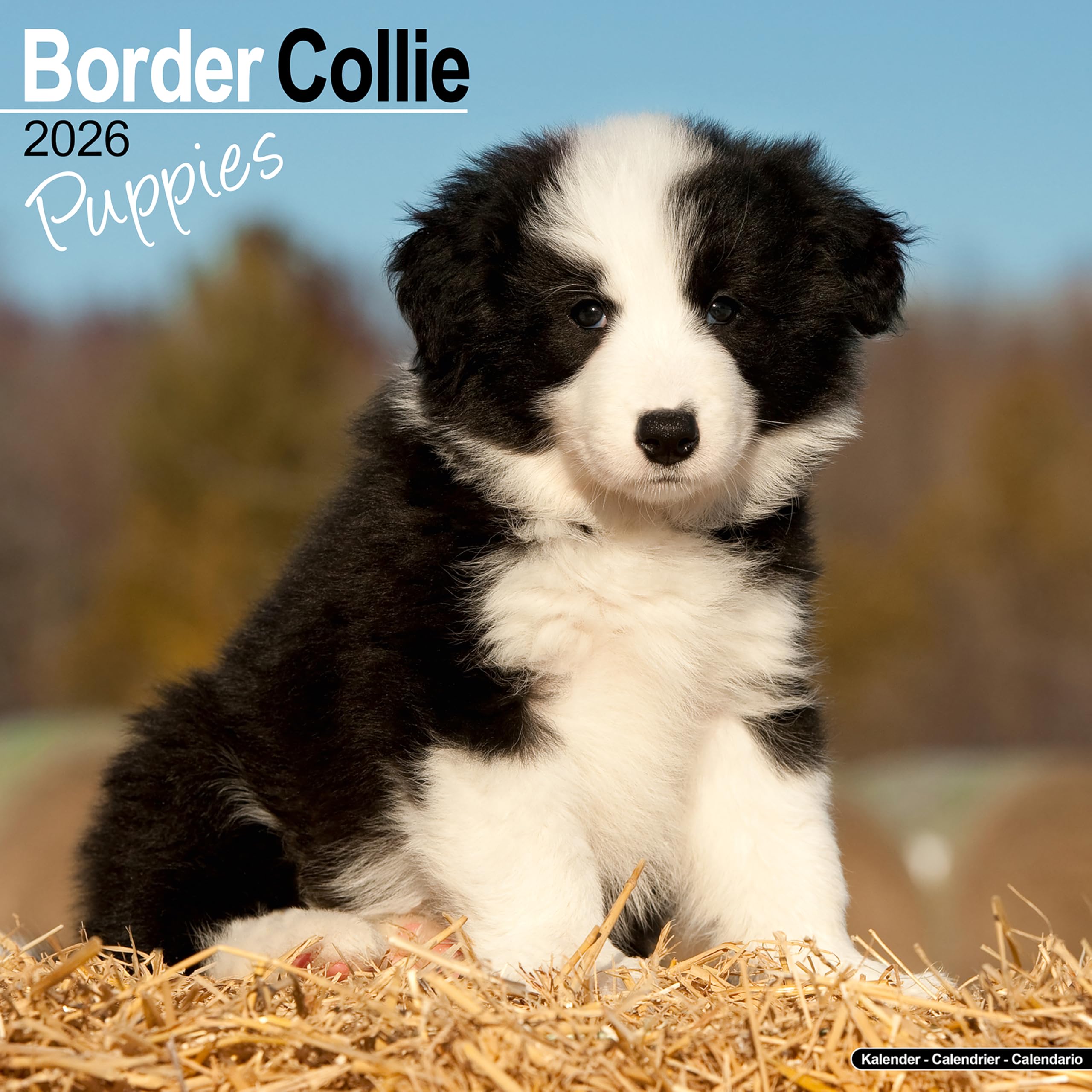 Border Collie Puppies Calendar 2026, Wall Calendars, Month To View, Dogs, Gift