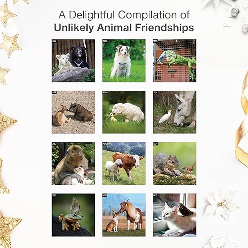 Miniatura 3 de RED EMBER Odd Couples Calendario mensual de pared colgante 2024  12 x 24 pulgadas abierto  Papel grueso y resistente  Regalo  Lindos gatitos