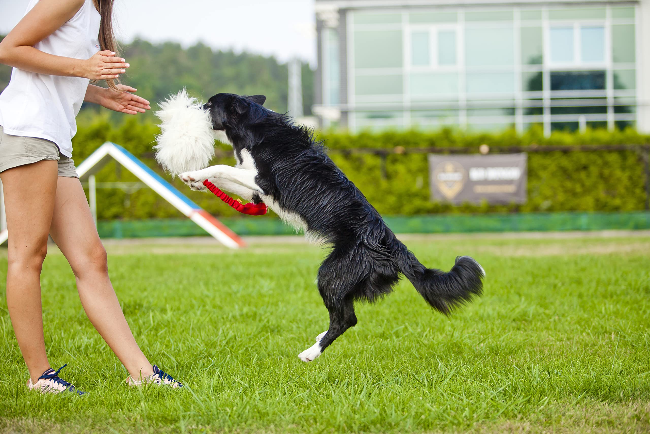 DINGO cane giocattolo - pelle di pecora con elastico rosa, rimorchiatore di ricompensa di motivazione agilità per allenamento e divertimento 15580