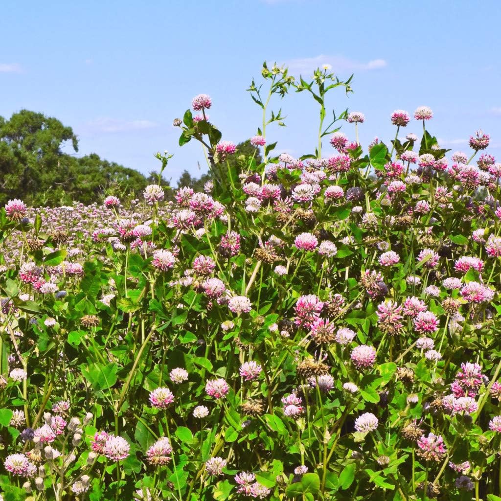 Strawberry Clover 240,000 Bulk Seeds 1 Pound of Seeds Heirloom Non GMO USA Harvested pollinator bee Butterfly