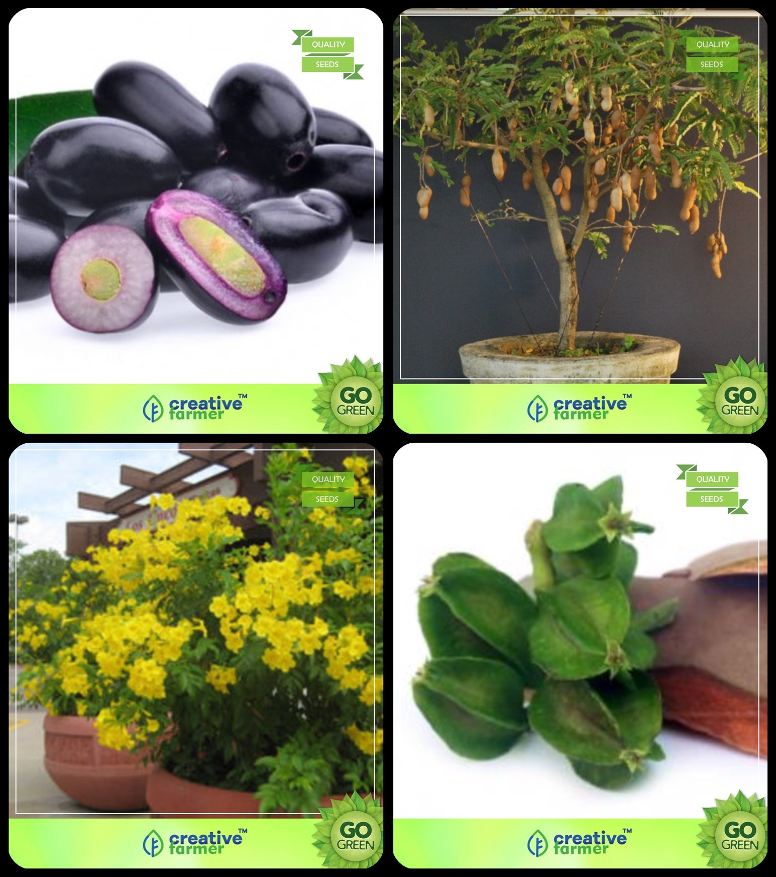 Buy Creative Farmer Seeds Combo Pack Syzygium