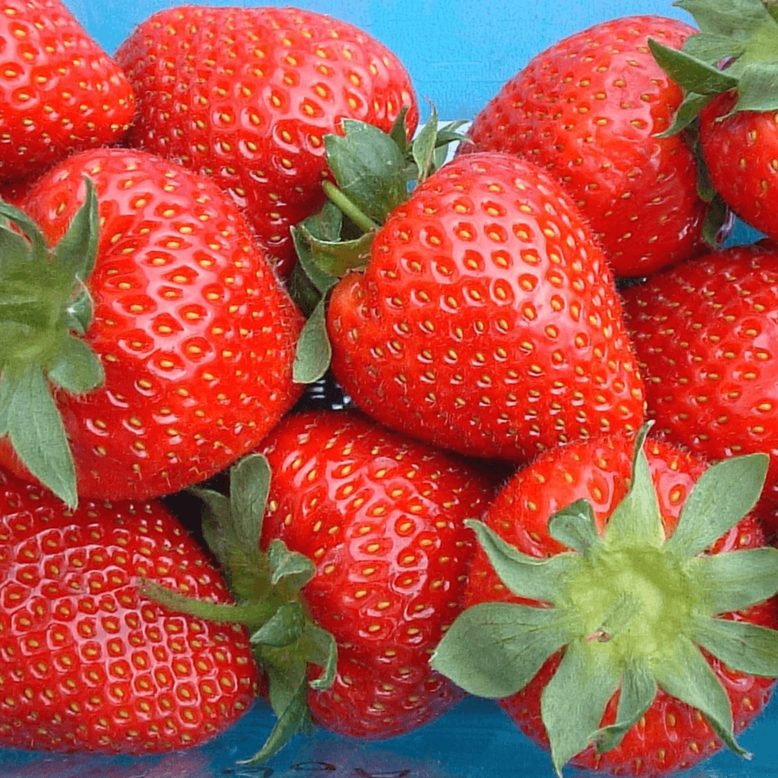 Carbeth Plants Strawberry Bare Roots - Ready to Plant Plant Runners - High Yielding Easy to Grow Soft Fruit - Sweet Homegrown Strawberries for Gardens, Pots & Hanging Baskets (Sweetheart, 24)