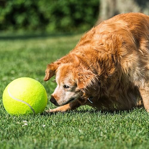 Miniatura 3 de Paquete de 2 pelotas de tenis grandes para perros, pelotas de tenis gigantes inflables de 9.5 y 8 pulgadas, juguetes para mascotas, divertidos