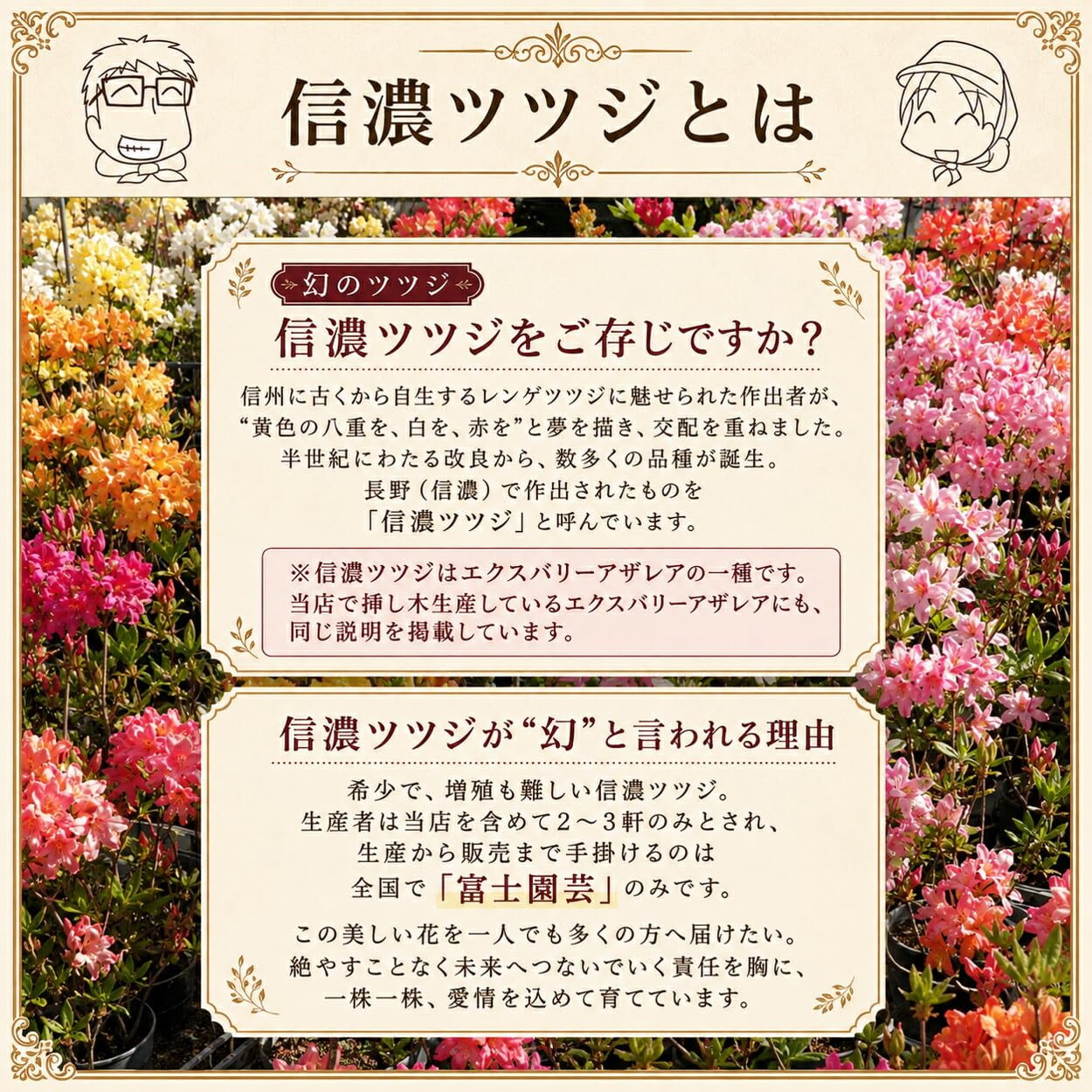 Amazon.co.jp: 希少種 オレンジ 八重咲き 信濃ツツジ 苗 苗木