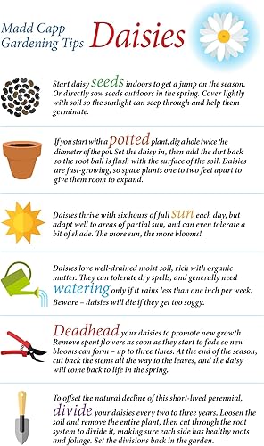 Miniatura 7 de Madd Capp I AM Daisy - Rompecabezas de 350 piezas - Rompecabezas con forma floral, tamaño terminado de 23 x 23 pulgadas, incluye hoja informativa