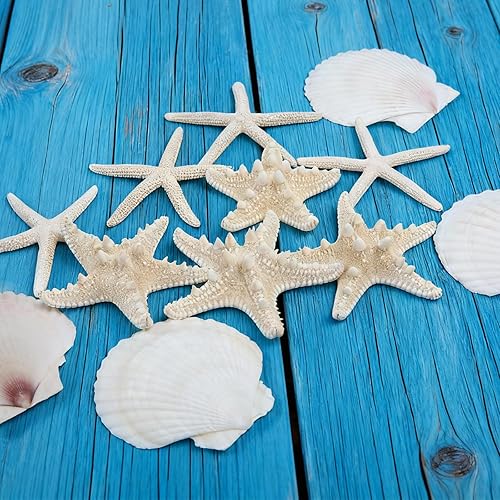 Miniatura 5 de Estrella de mar natural grande (3-5 pulgadas) y conchas de vieira (4 pulgadas), 12 unidades, conchas marinas para manualidades, fiestas temáticas