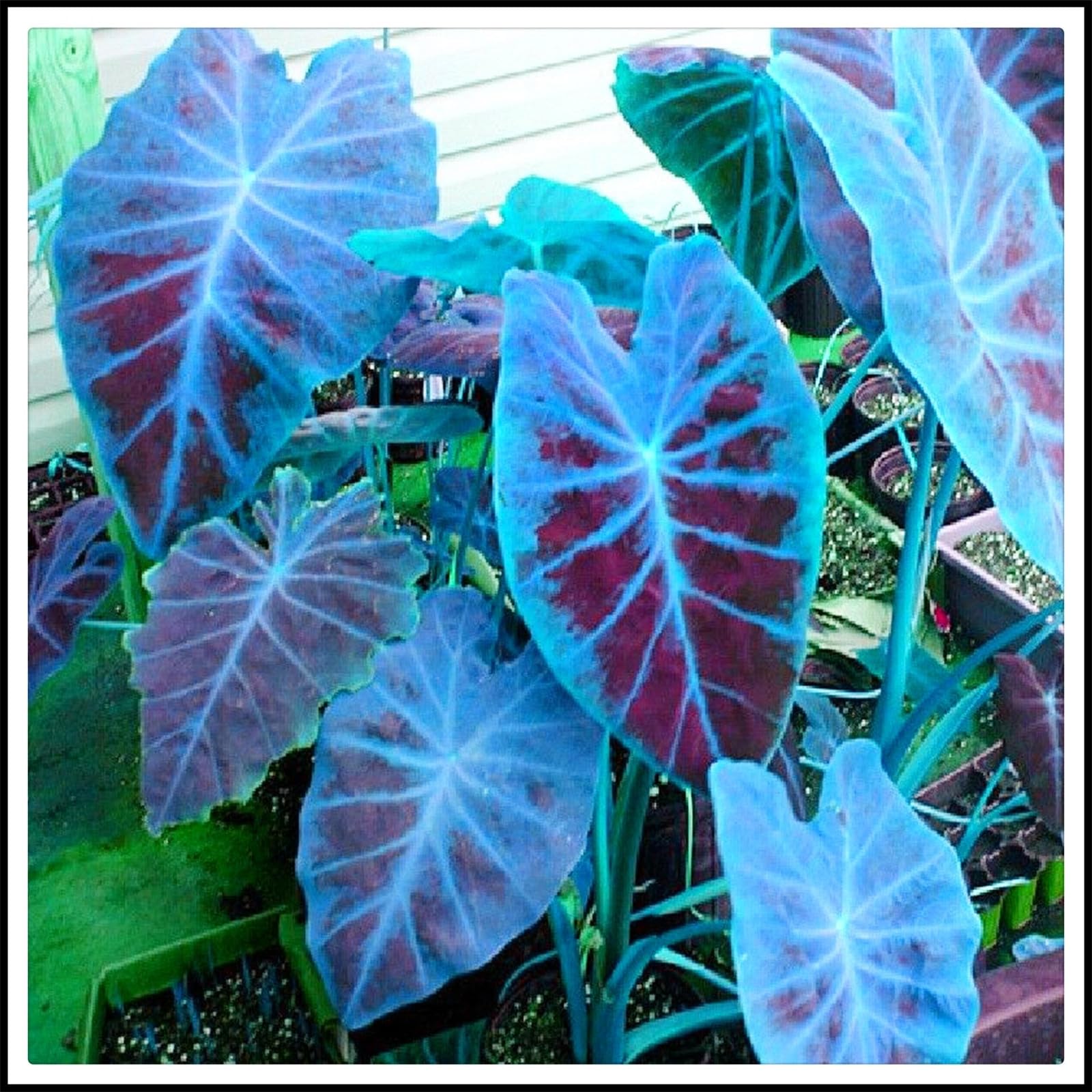 Easy to Plant/Wedding Flowers/Excellent Display, Elephant Ear Bulbs/Flowering Rhizome, Alocasia Bulbs/Good for Containers-10 Bulbs-D