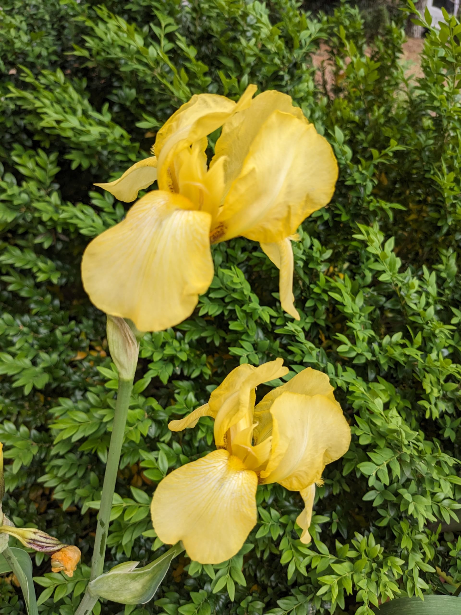 Yellow Iris, Coronation', Bearded Iris - Plant Tubers, Soft gold
