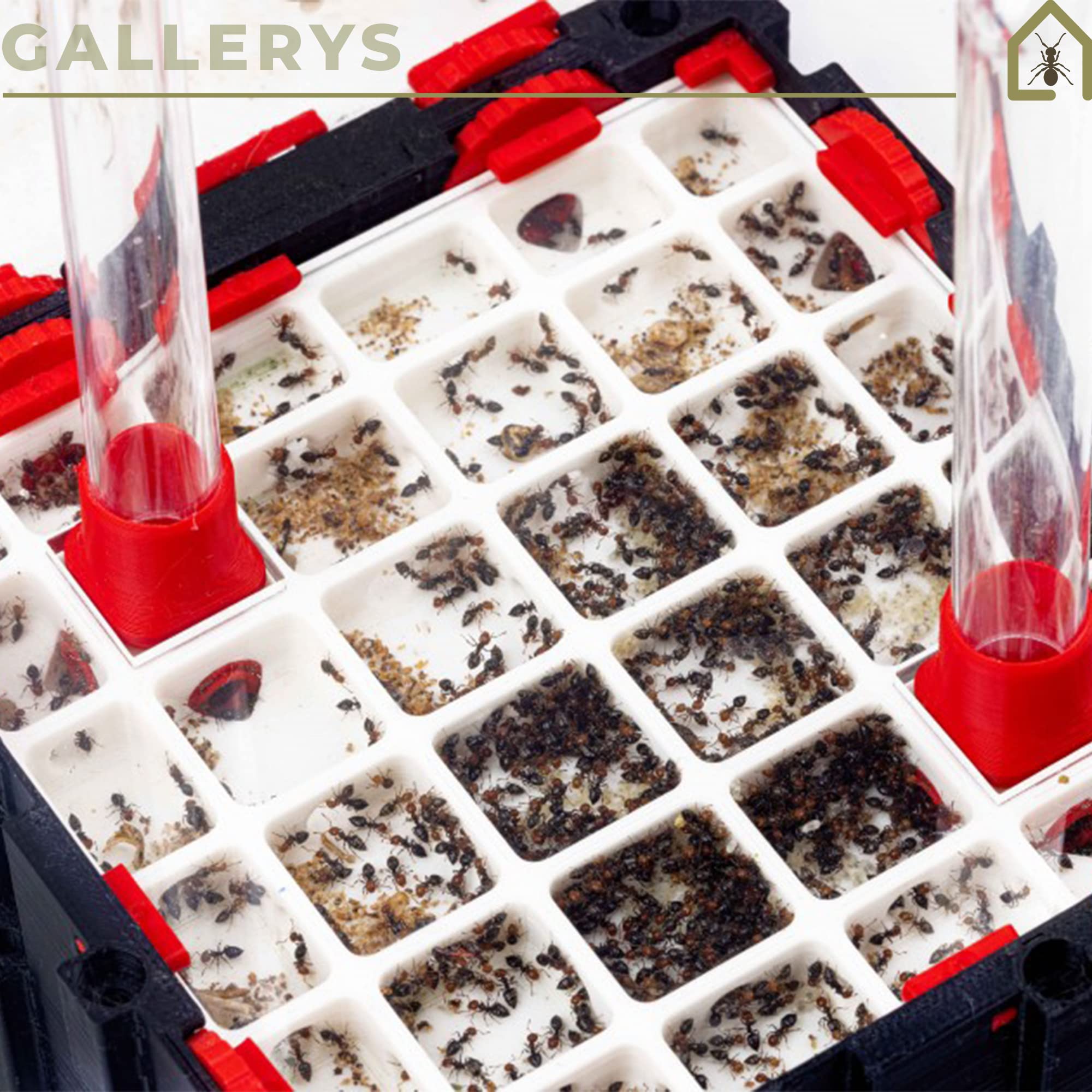 Anthouse.es - Hormigueros Modulares 3D - Modelo QBIK Quadra - Terrario Ampliable para Colonias de Hormigas - Hormiguero con Galerías Pequeñas - Hormiguero 3D con Sala de Forrajeo - 12,78x12,78x5 cm