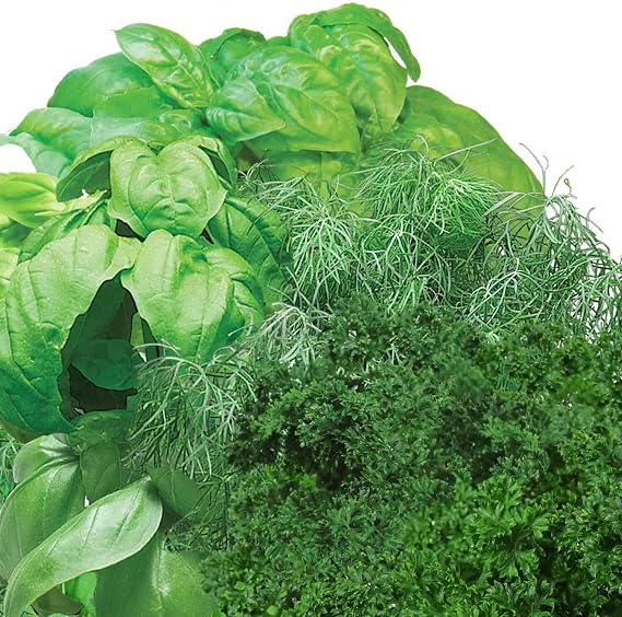 AeroGarden Gourmet Herb Seed pod Kit - Herb Seeds for AeroGarden Indoor Garden, 3-Pod