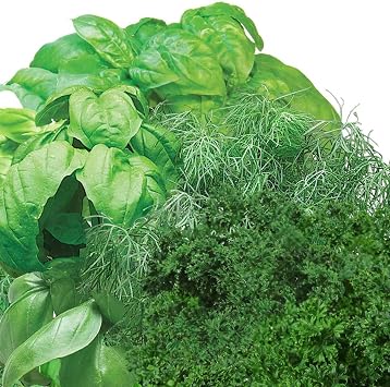 AeroGarden Gourmet Herb Seed pod Kit - Herb Seeds for AeroGarden Indoor Garden, 3-Pod