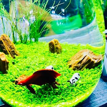 水草 Mini Amazon.co.jp: 水草の種ベビーハイグロ5g60cm水槽約1本分君にも簡単