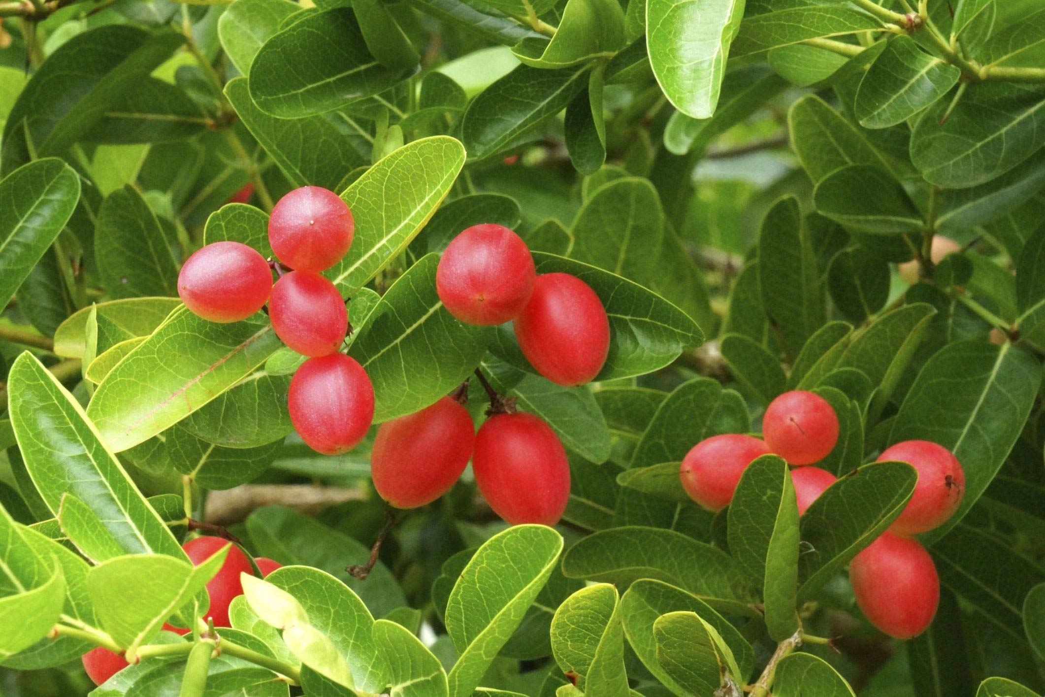 M-Tech Gardens Karonda Cherry/Bakery Cherry (" Red " Carissa carandas, Seedling) Exotic 1 Live Fruit Plant (B07ZDDWPZX) Amazon Price History, Amazon Price Tracker