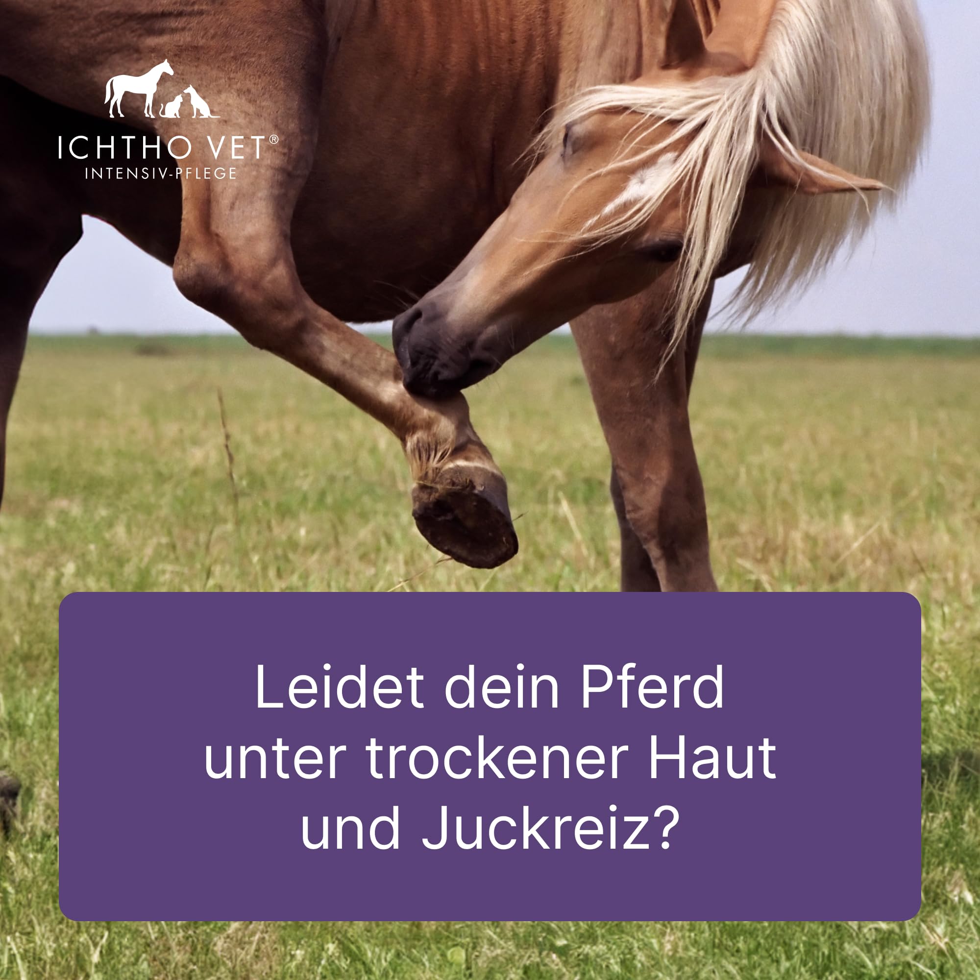 Derma-Creme für Pferde: Intensiv-Pflege bei trockenen, rissigen und schuppigen Hautirritationen, 2x50g – Feuchtigkeitsspendend & rückfettend | Made IN Germany