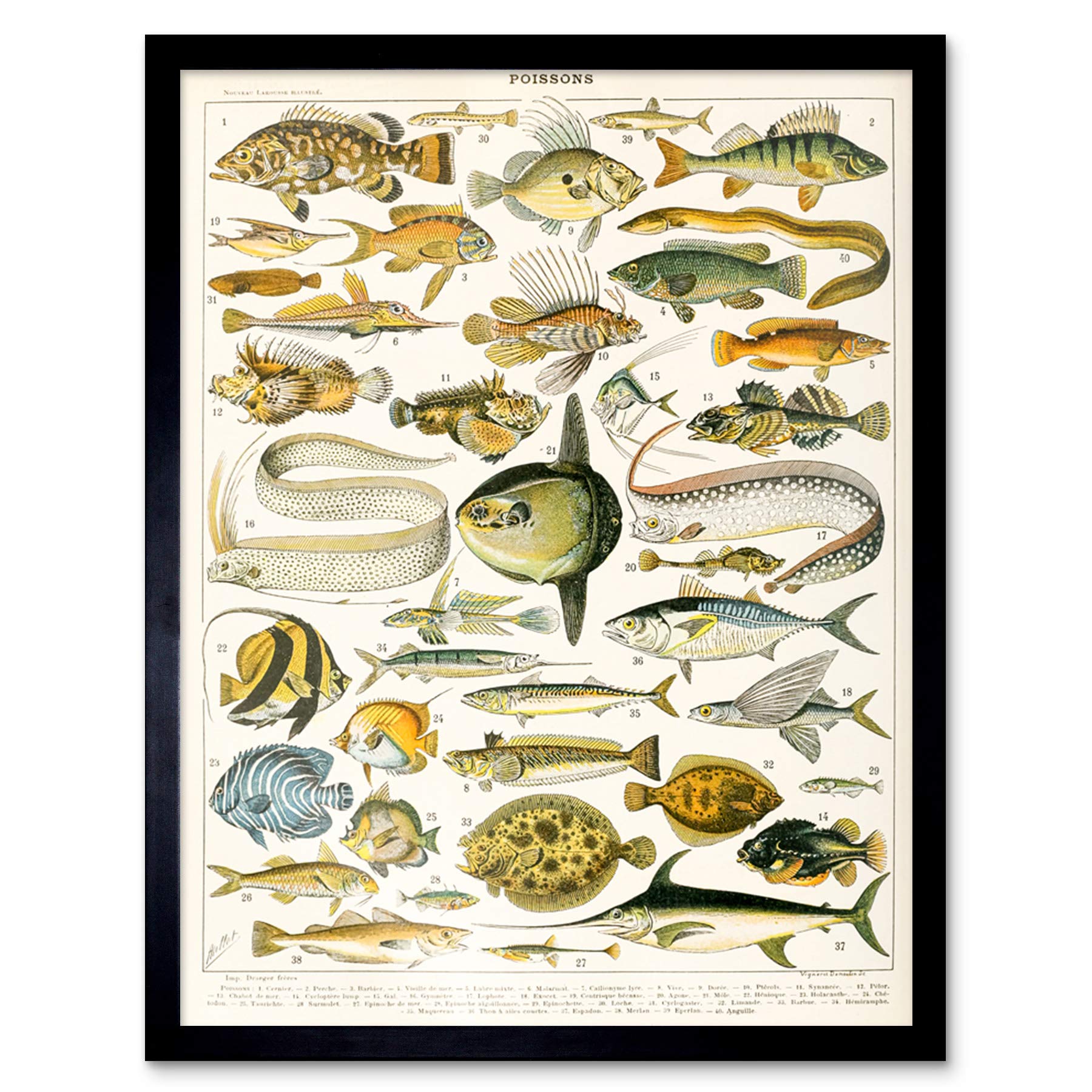Artery8 Variety Sea Fish Millot Encyclopedia Page Art Print Framed Poster Wall Decor 12X16 Inch