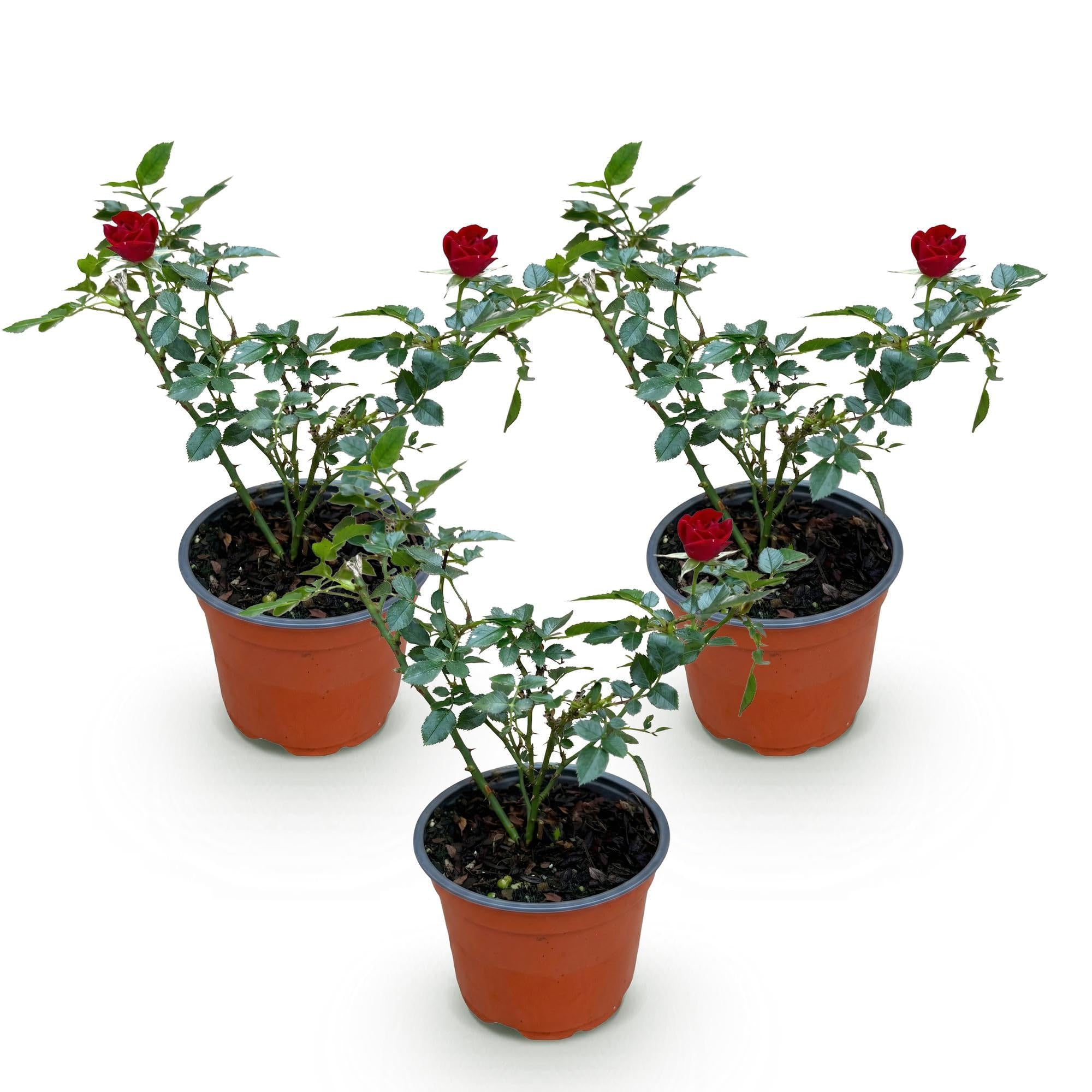 Gartenrose Rosa The Fairy Rot 3er Set – winterhart