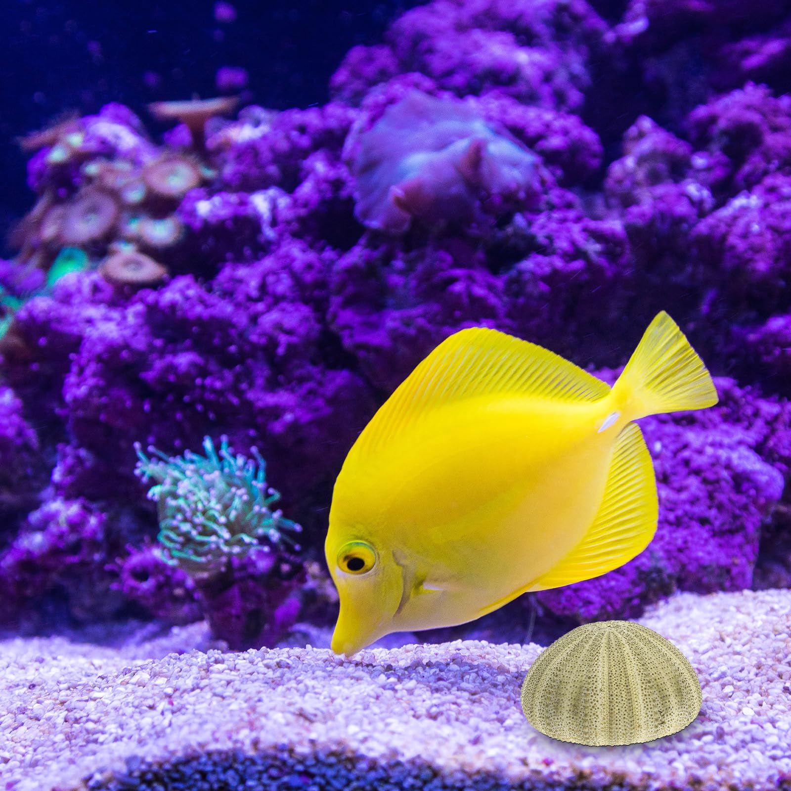 Seeigel Schalen 6 Stück Natürliche Muscheln 4–6cm für Wohnraum Deko und Strand Zubehör mit Halter für Sukkulenten und Bastelideen
