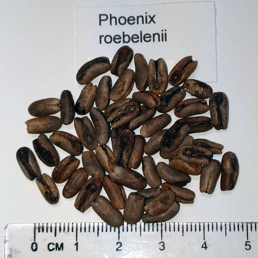 3月入荷 100粒+ フェニックス ロウレイロイ ソテツジュロ 種子 種 証明書 激レア！現品お届け】エンセファラルトス アレナリウス
