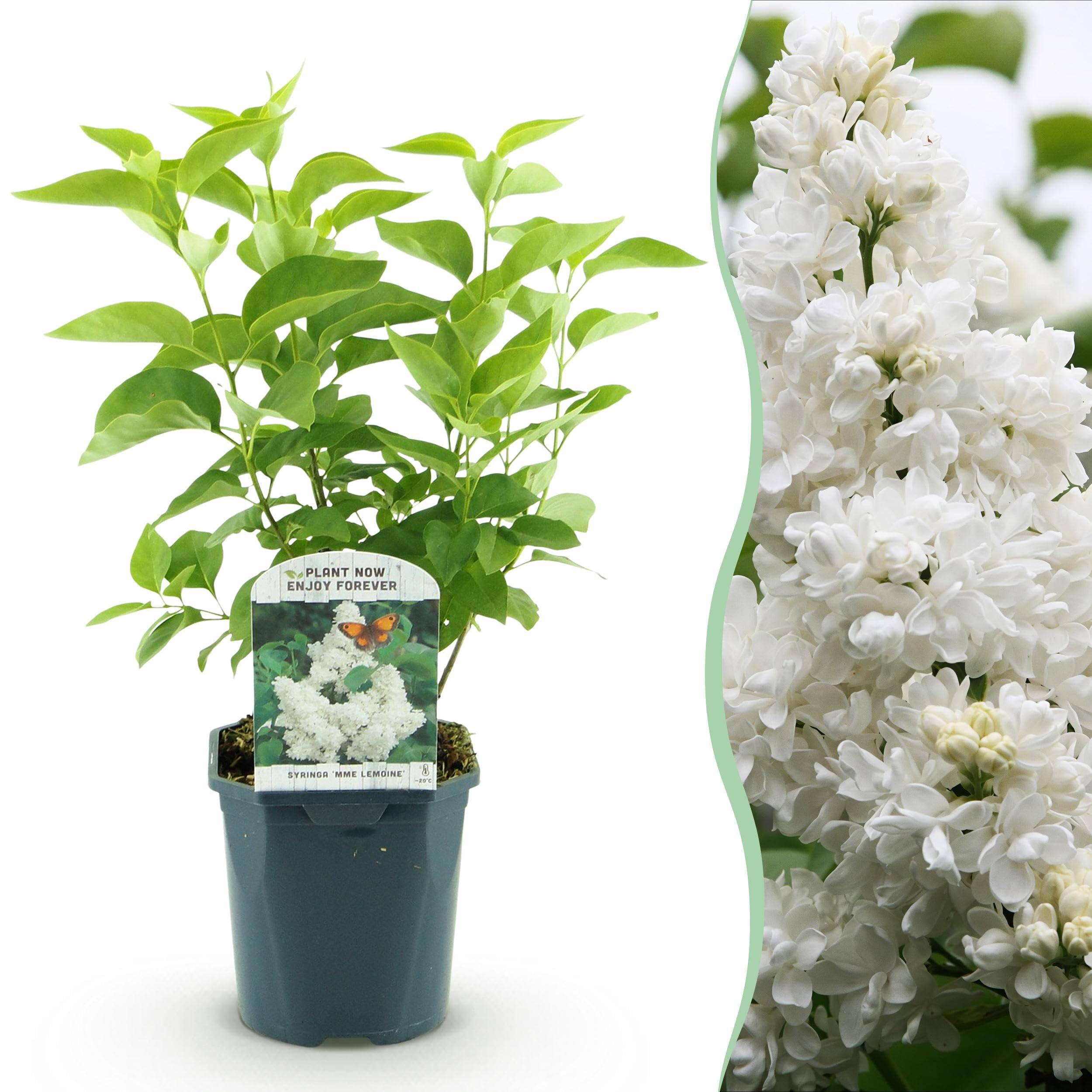 Green boutiQ - Plante de jardin - Syringa vulgaris mme Lemoine - Sering commune - Rustique - Blanc - 1 Plante - Pot 17cm - Hauteur 45cm - 2
