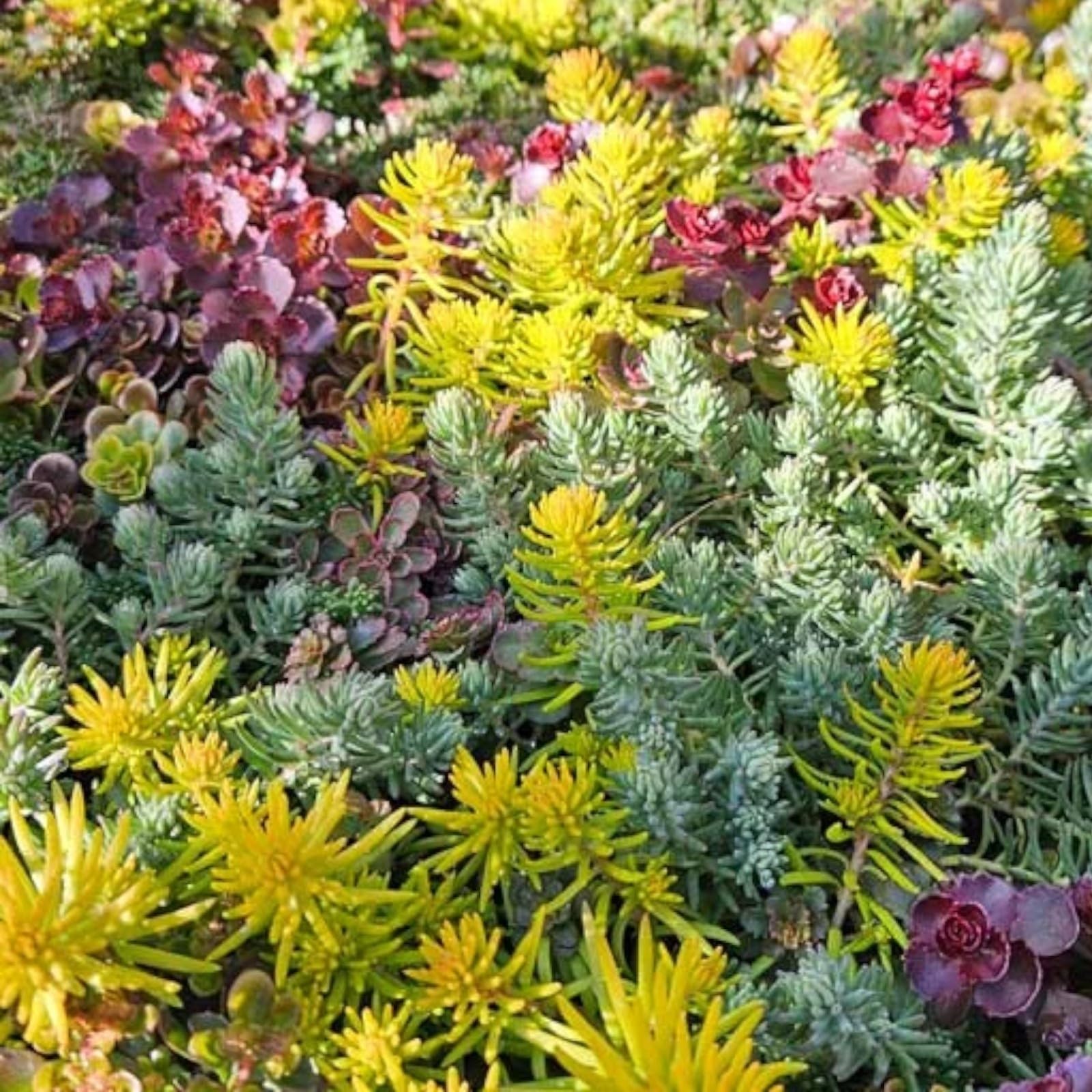 Carbeth Plants 18 x Sedum Stonecrop Plant Mix in 9cm Pots - Mixed Varieties - Low Maintenance Outdoor Succulents