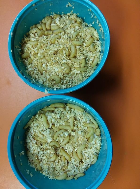 Alimento vivo para répteis e anfíbios Waxworms Timberline – Pacote com 500