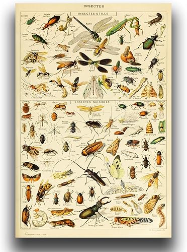 Póster vintage de insectos, lienzo botánico, arte de pared, gráficos de educación científica, imágenes de aprendizaje de artrópodos de entomología,