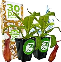 Vista 10 de Planta de jarra St. Gaya - Nepenthes carnívora de Wellspring Gardens - Jarrones únicos, fácil cuidado, planta de interior, impresionante planta