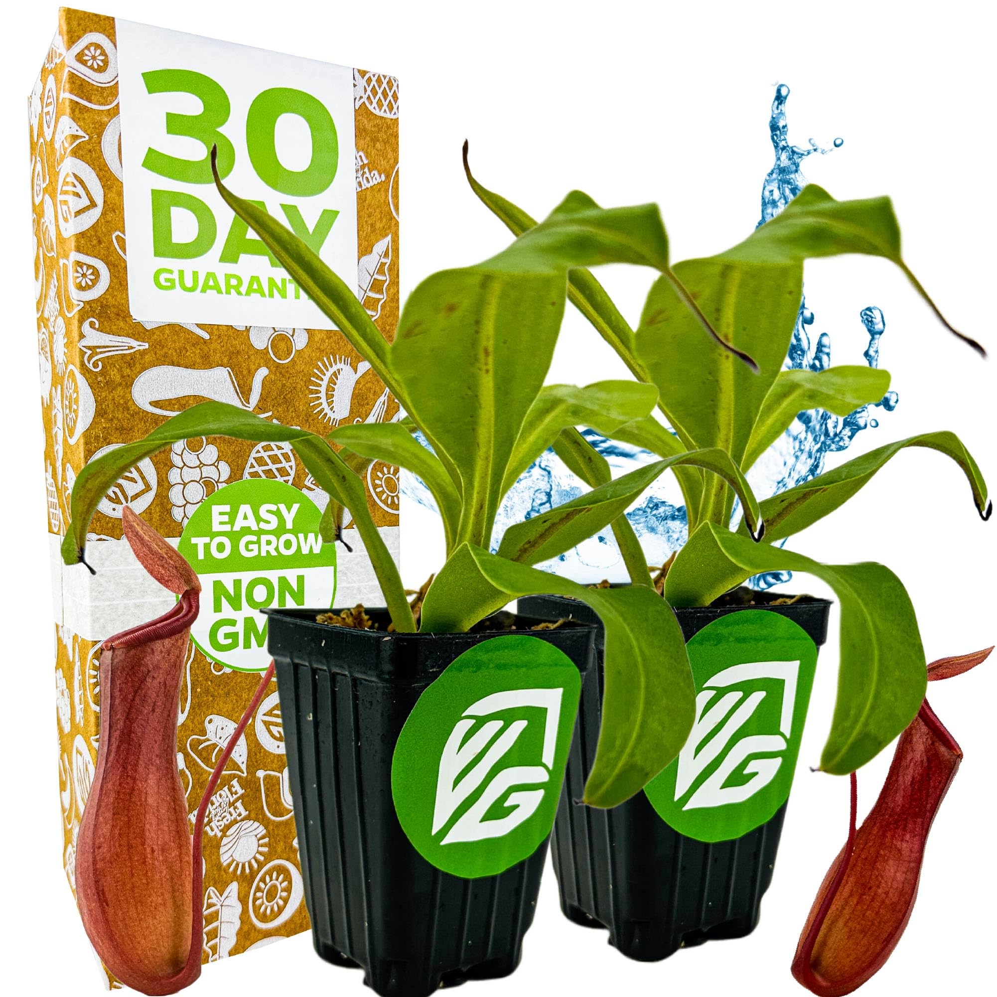 Alata Pitcher Plant 2-Pack