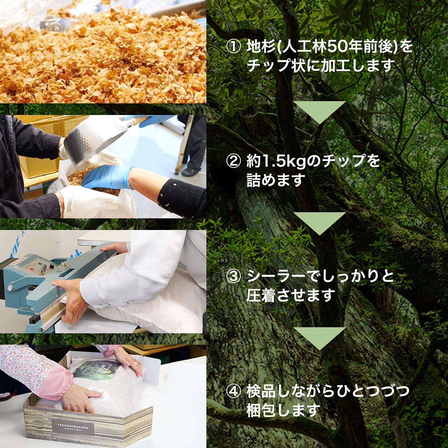 Amazon｜やくしまくら 屋久杉(地杉) 枕 かため 日本製 自然素材 杉の