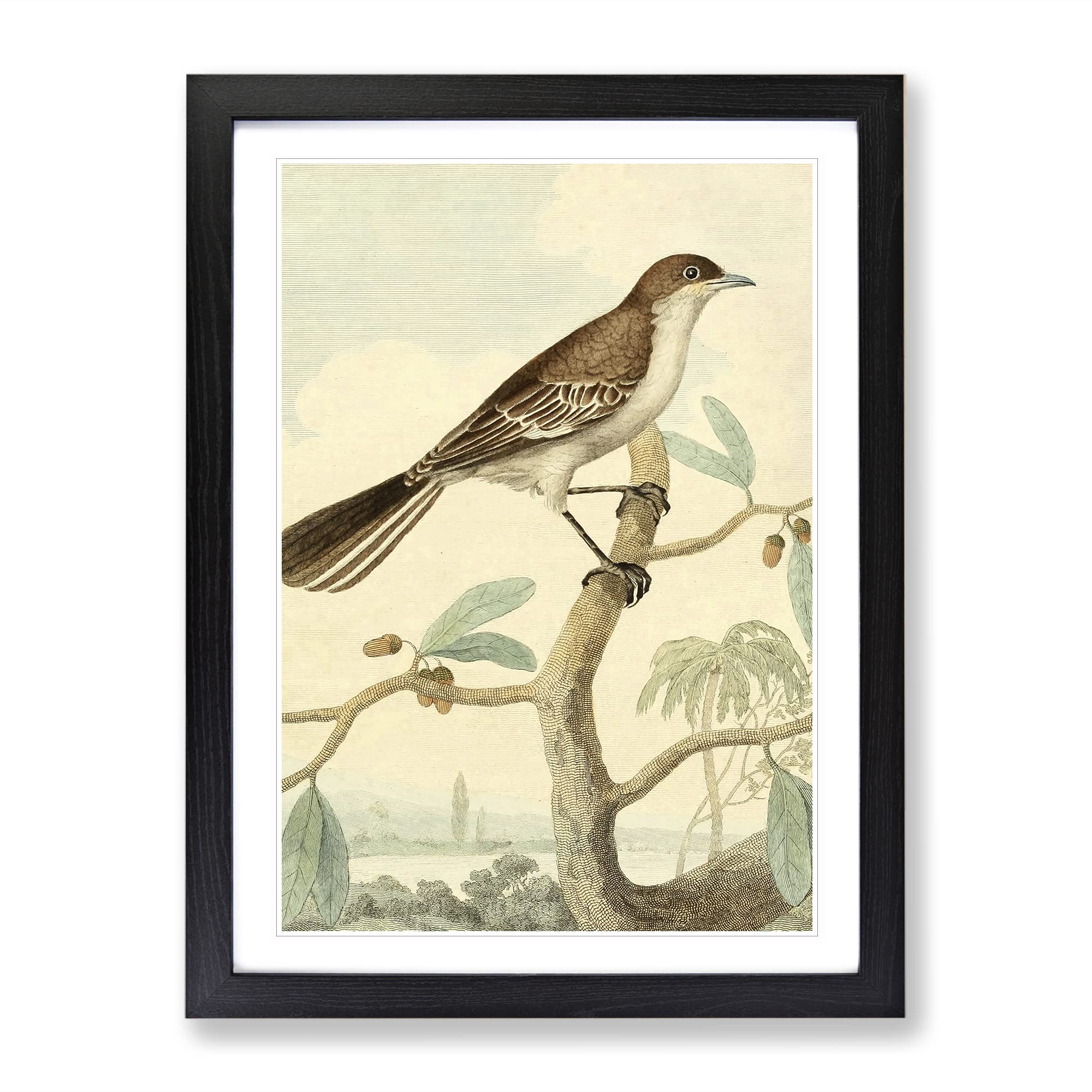 Vintage Charles R Ryley Mocking Thrush Vintage Framed Wall Art Print