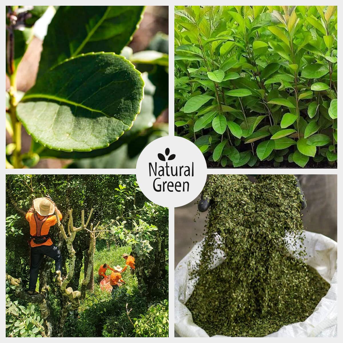 DELICATINO Bio Yerba Mate Tee - Natural Green ORGANIC 3 x 500g - ungeräucherte Mateblätter + Stängel OHNE Pulver, natürlich gereift, Vakuumverpackung
