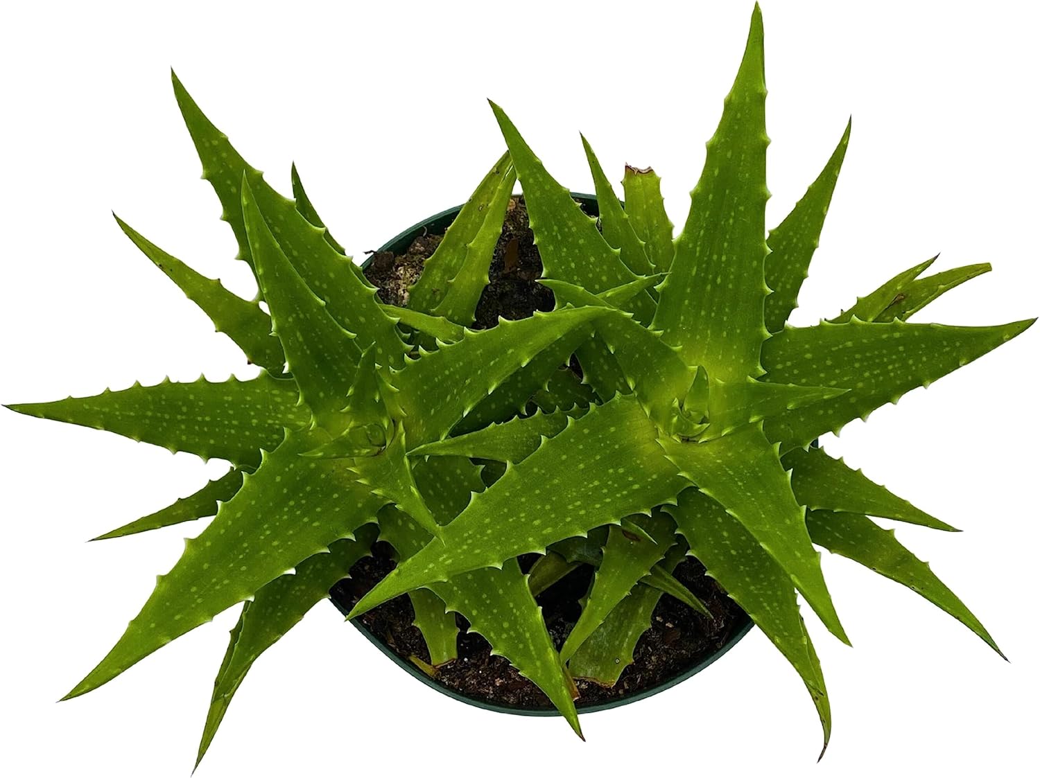 BubbleBlooms Tiger Tooth Aloe, Aloe Juvenna in 6 inch Pot