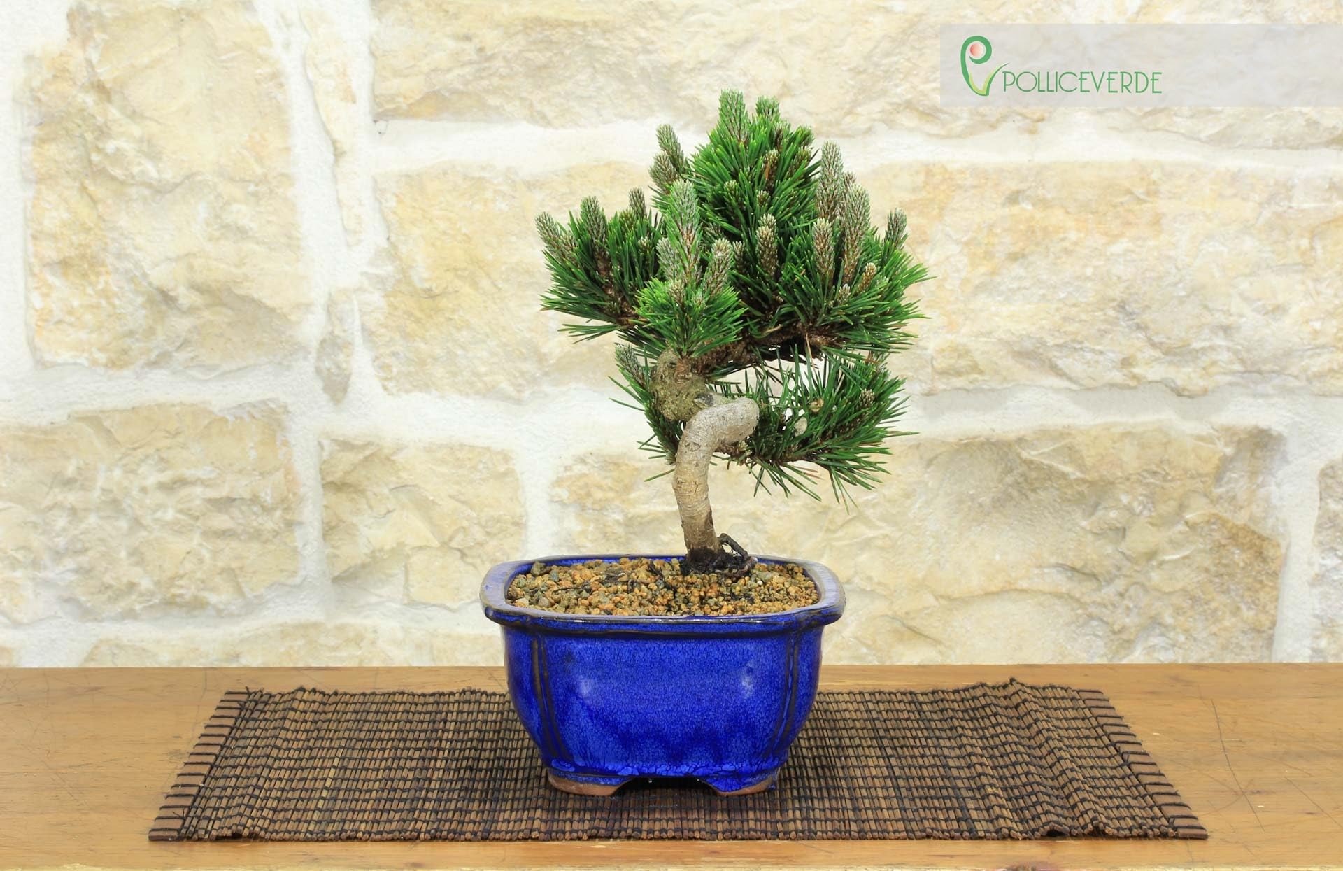 Bonsai di Pino Nero Thunbergii Senjyumaru (75)