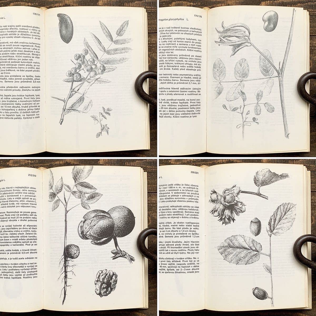 [美しい植物画]チェコの古い植物図鑑(1937年)/植物画 高山植物/ Amazon.co.jp: チェコの古い植物図鑑(Kapesni atlas 1985年