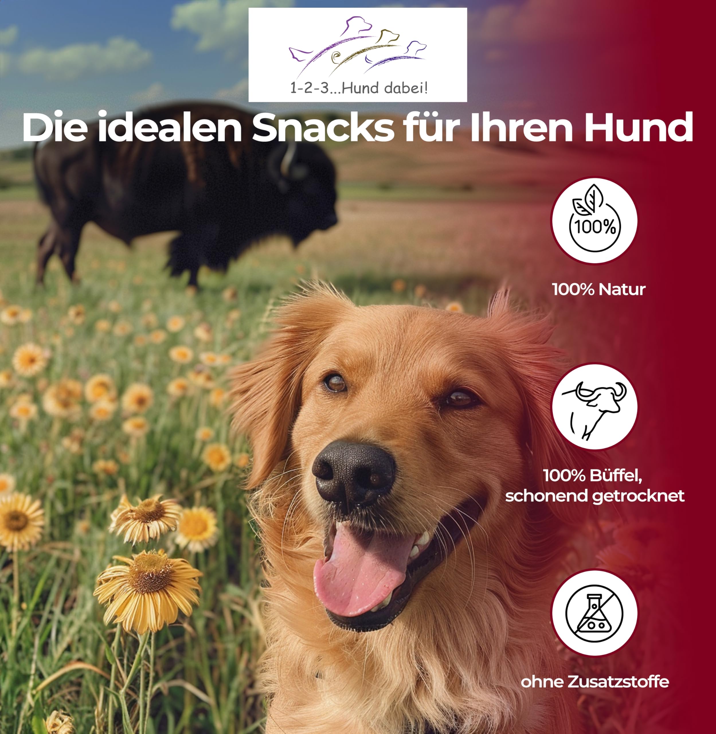 Orejas de vacuno con concha de 50 unidades - Snack magro para intermedios y como recompensa - Orejas de vacuno con concha para perros grandes - Paquete de almacenamiento (50 tubos
