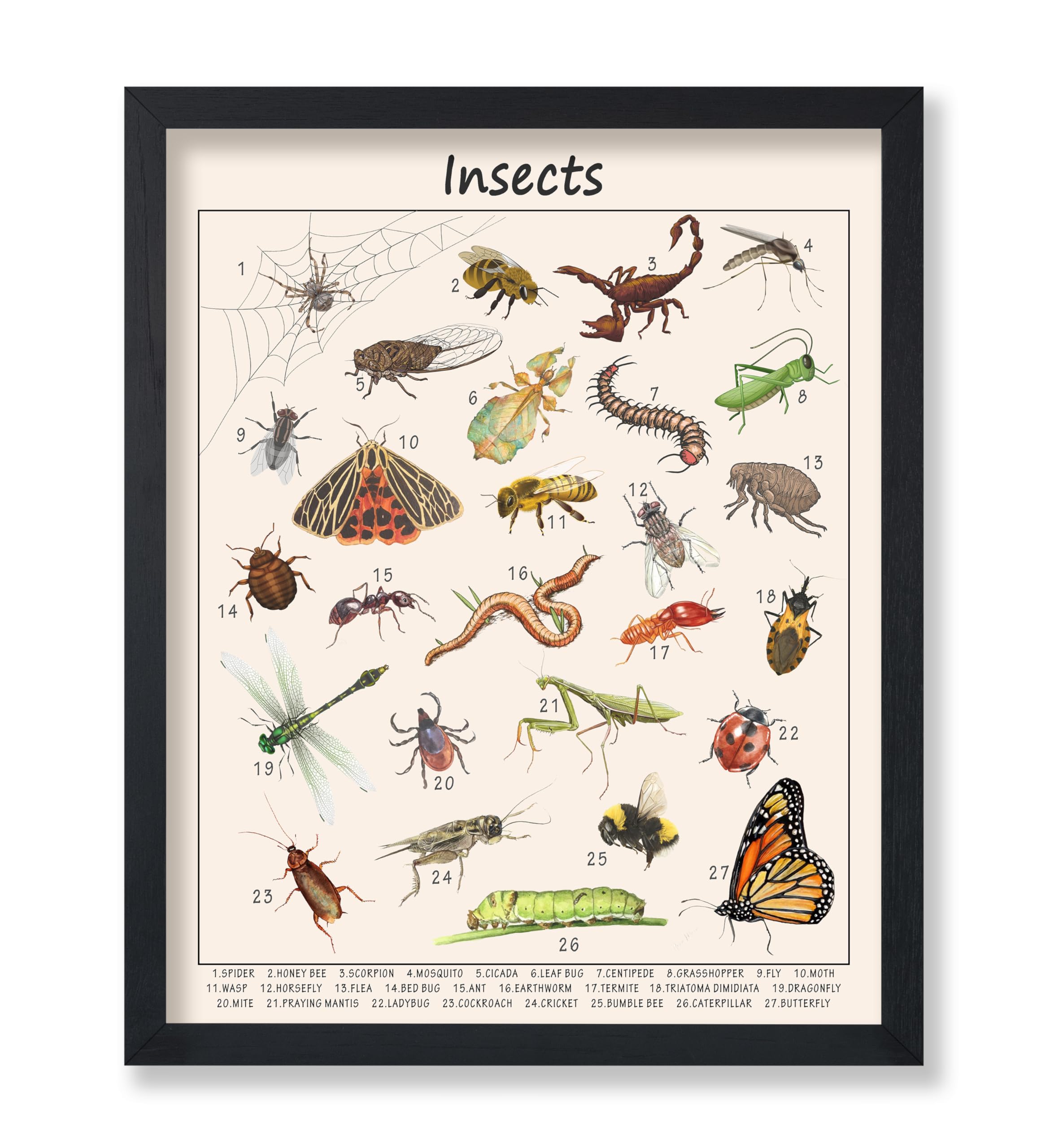 Poster Master Insects Poster - Educational Print - Learning Materials Art - Animal Art - Gift for Kids, Students & Teacher - Great Decor for Playroom,