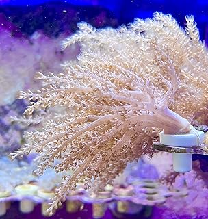 coralSLover Live Saltwater Coral frag - Spaghetti Finger Leather Coral (Sinularia) (Frag 2-3inch) Frag 1inch 1/2