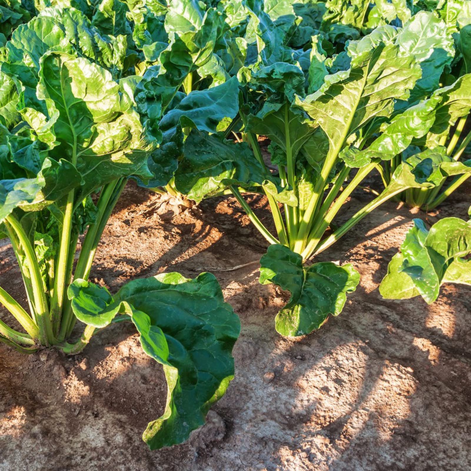 Semi Di Barbabietola Da Zucchero Nera Lunga Batlle - 9300 Semi, Per Orto - Foto 8