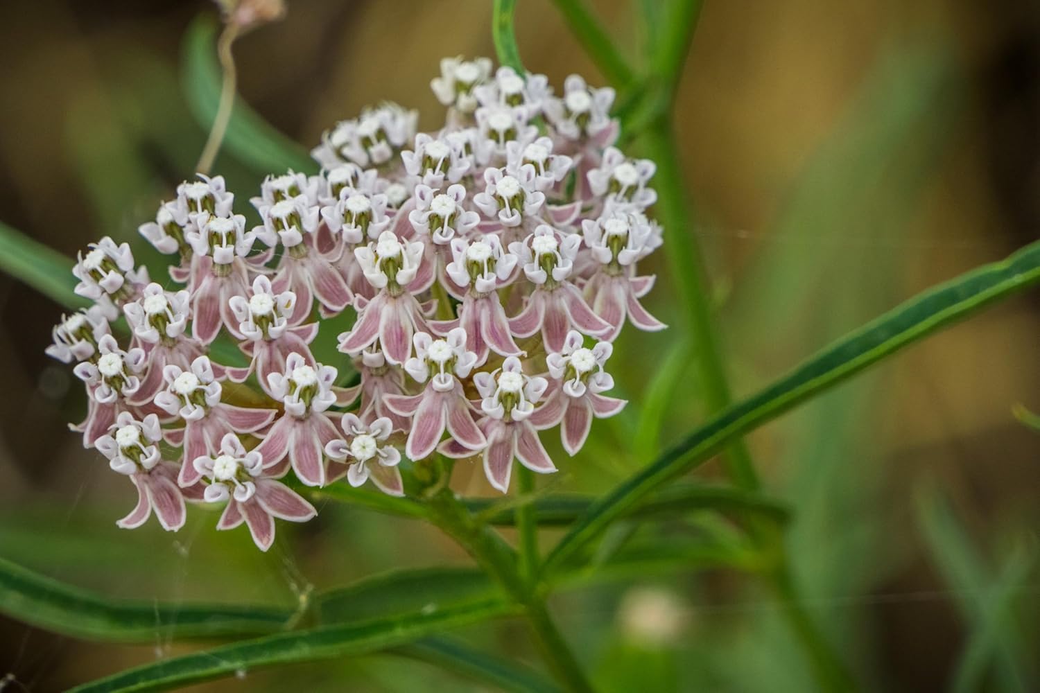 Narrowleaf Milkweed 6 Live Plants (Asclepias fascicularis) – California Native Wildflower for Outdoor Gardens, Monarch Butterfly Host Plant, Drought Tolerant Pollinator Friendly Landscaping