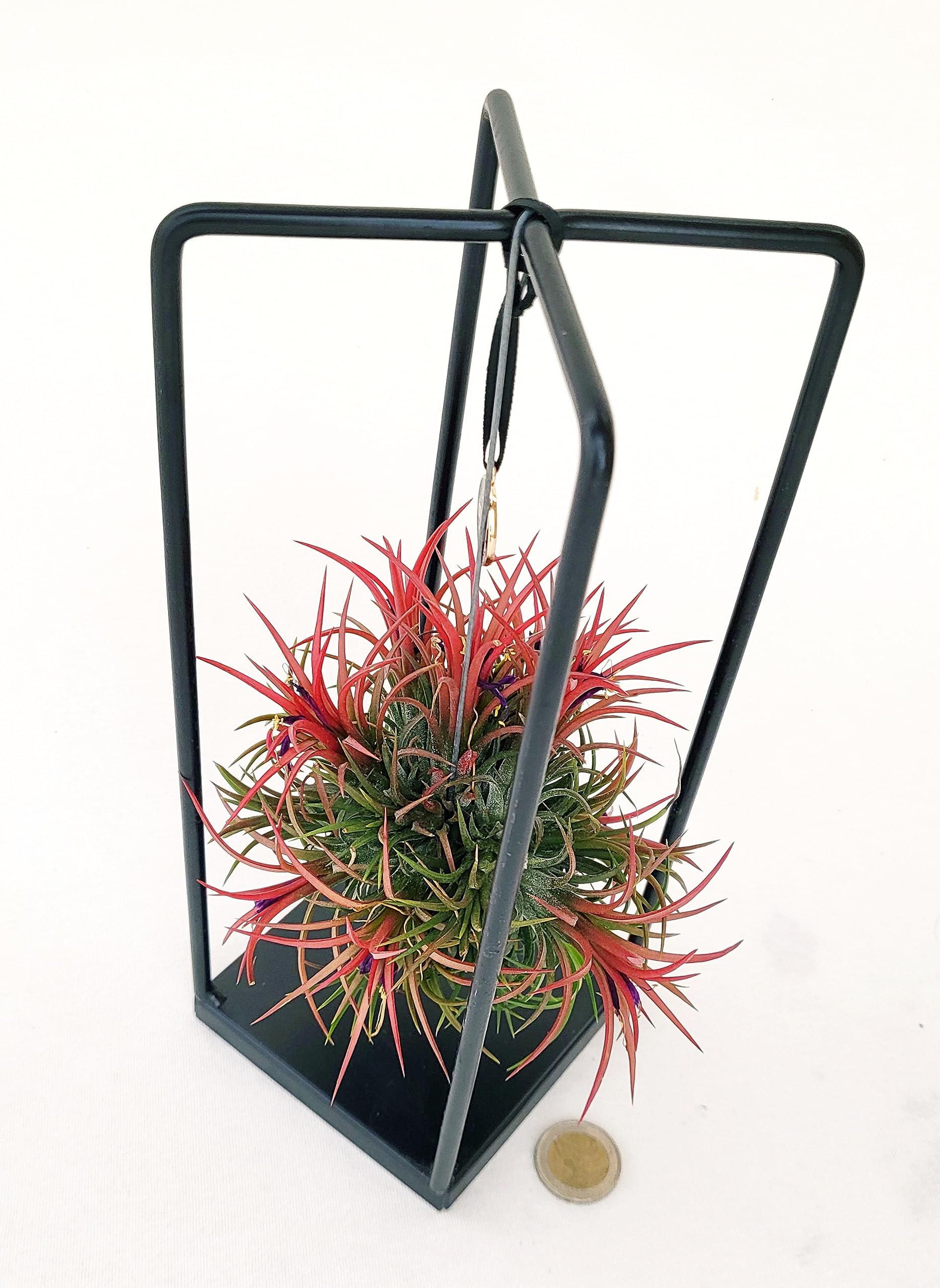 POWERS TO FLOWERS - TILLANDSIA DELL'ARIA MAGIC RED IN SUPPORTO FERRO, pianta vera