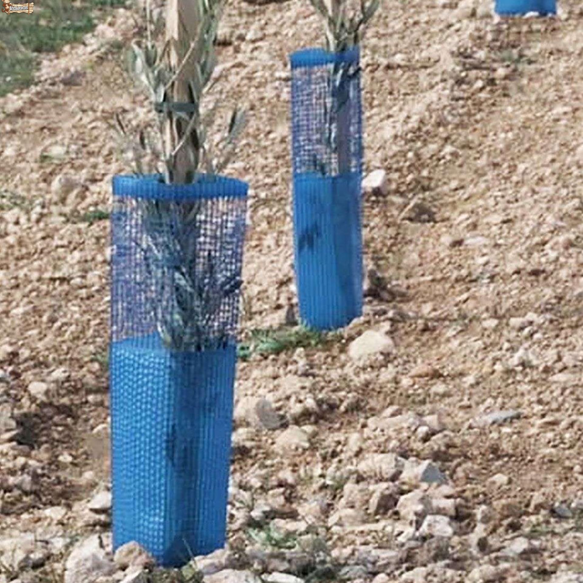 BricoLoco.com Protector para el Tronco de árboles. 50 cms. ¡¡Pack 50 uds.!! Protección del Tronco del árbol contra Animales como roedores o Conejos, desbrozadora... Mixto Combinado Liso y Malla (50)