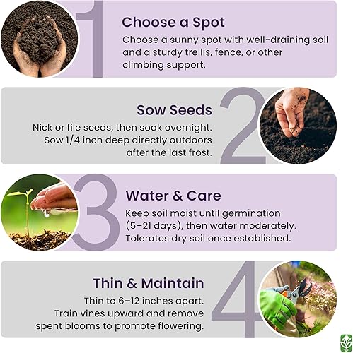 Miniatura 6 de Semillas mixtas de Morning Glory para plantar – 200 semillas frescas – Flores de vid trepadoras azules, moradas, blancas y rosas – Atrae mariposas y