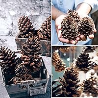 Vista 6 de 12 piñas de 3 a 4.5 pulgadas de alto, paquete a granel en una caja protectora, totalmente naturales, sin insectos, adornos de piñas grandes