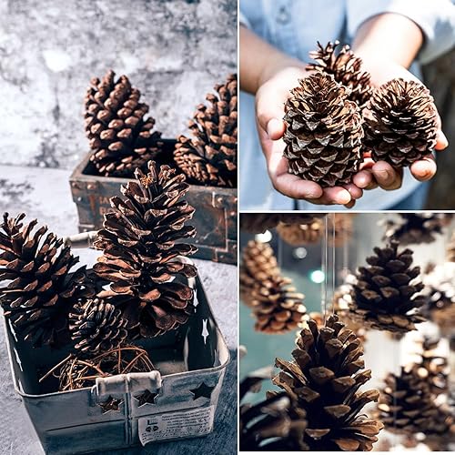 Miniatura 6 de 12 piñas de 3 a 4.5 pulgadas de alto, paquete a granel en una caja protectora, totalmente naturales, sin insectos, adornos de piñas grandes