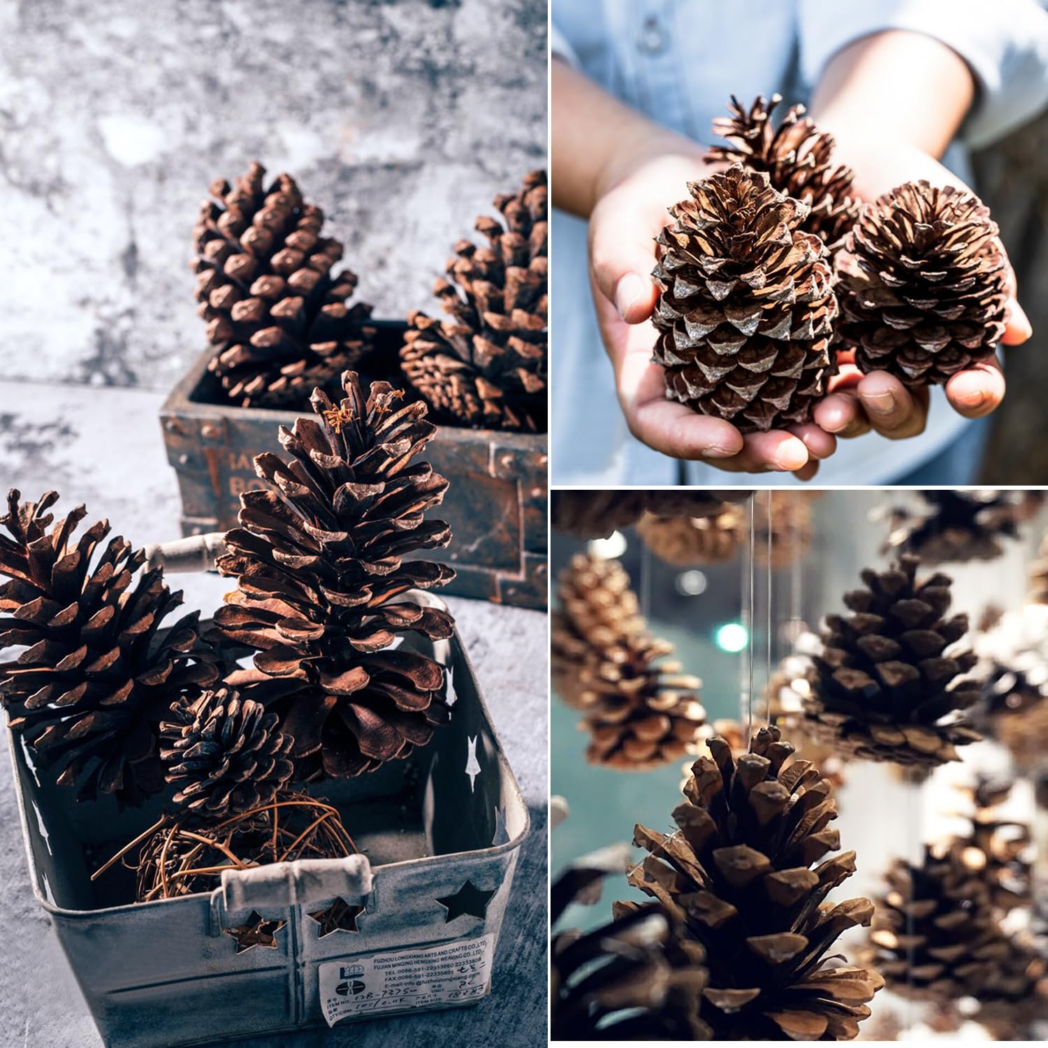 Tannenzapfen, ca. 8-12cm, 12 Stück, natürlich getrocknet, Groß, Schwarzkiefernzapfen für Weihnachten, Adventskranz, Weihnachtsbaum, DIY, Basteln, Winterdekoration Sonstiges
