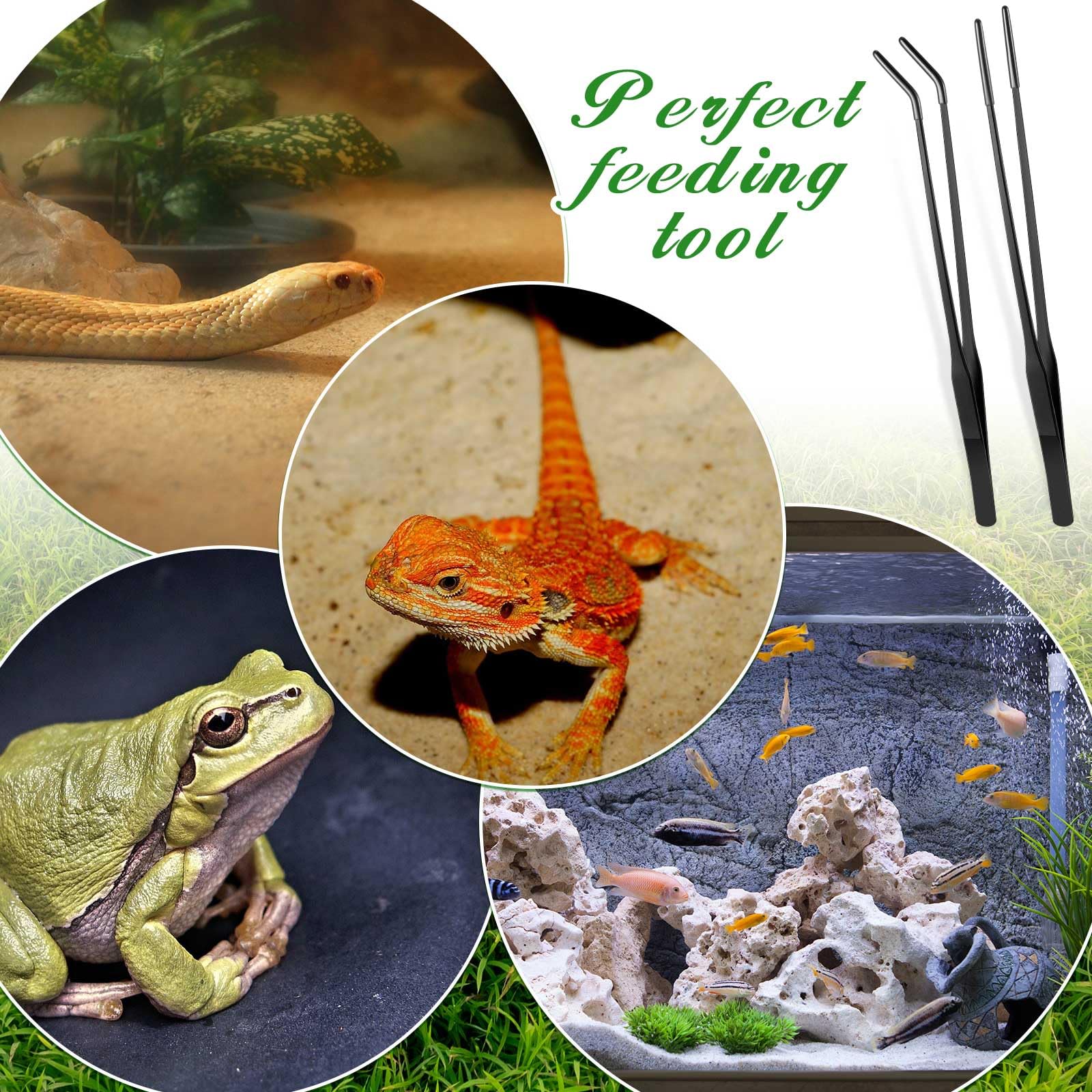 Lasnten 2 pinzas de alimentación de reptiles de acero inoxidable con punta de goma, pinzas de acuario, pinzas largas rectas y curvadas, herramienta de terrario, herramienta de alimentación de mango