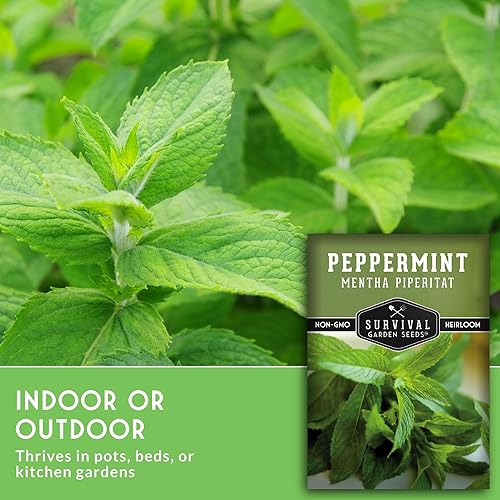 Vista 3 de Survival Garden Seeds - Semillas de menta para plantar - Mentha Piperita 3 paquetes con instrucciones para plantar y cultivar deliciosa menta en tu