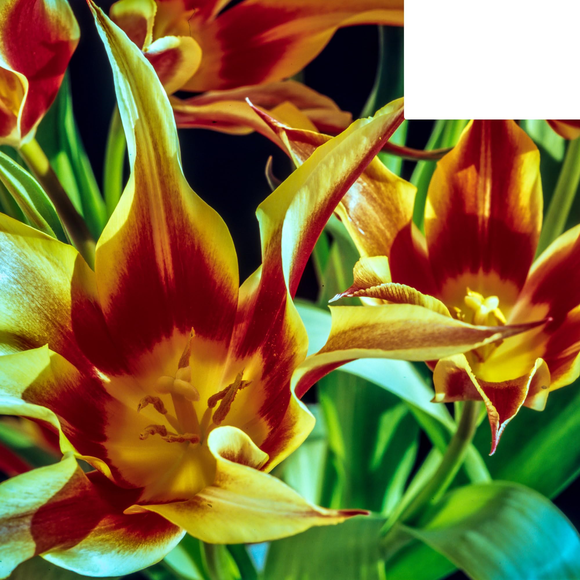 Bulbos de tulipán 'Fire Wings' | 20 Piezas | Tulipán rojo-amarillo flameado - 30-50cm - Ø5cm - bulbo de flor - Planta de jardín