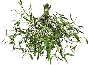 Mistletoe Bundle - Real Mistletoe Christmas Decoration - Hanging Decor, Wreath Decorations - Xmas Foliage Sprigs for Gift Wrapping - Christmas Sprigs - Christmas Leaves